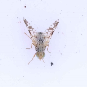 Austrotephritis poenia at Bruce, ACT - 31 Oct 2023 08:20 AM