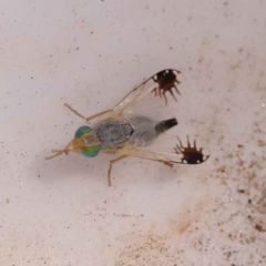 Trupanea (genus) (Fruit fly or seed fly) at Bruce, ACT - 31 Oct 2023 by ConBoekel