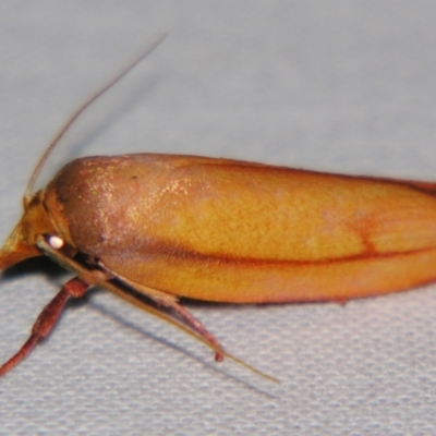 Wingia aurata (Golden Leaf Moth) at Sheldon, QLD - 25 Oct 2007 by PJH123