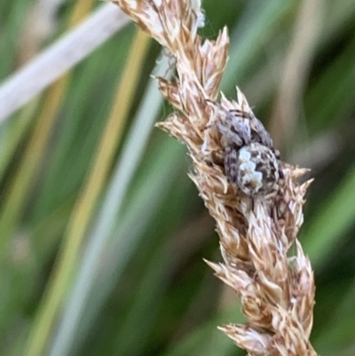 Araneus hamiltoni (Hamilton's Orb Weaver) at Lake Ginninderra - 1 Nov 2023 by Butterflygirl