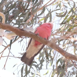 Eolophus roseicapilla at Bruce, ACT - 31 Oct 2023