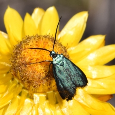 Pollanisus (genus) (A Forester Moth) at Mount Jerrabomberra - 1 Nov 2023 by DianneClarke