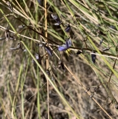 Dianella sp. (Flax Lily) at Belconnen, ACT - 1 Nov 2023 by Butterflygirl