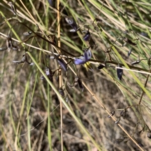 Dianella sp. at Belconnen, ACT - 1 Nov 2023