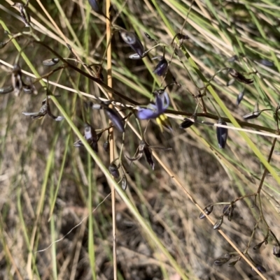 Dianella sp. (Flax Lily) at Lake Ginninderra - 1 Nov 2023 by Butterflygirl