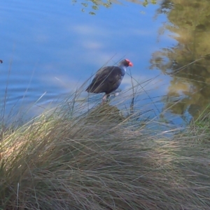 Porphyrio melanotus at Belconnen, ACT - 1 Nov 2023