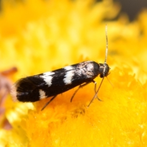 Eretmocera (genus) (Scythrididae family) at Jerrabomberra, NSW - 1 Nov 2023