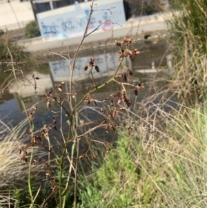 Dianella sp. at Belconnen, ACT - 1 Nov 2023