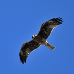 Hieraaetus morphnoides (Little Eagle) at Bermagui, NSW - 23 Oct 2023 by davidcunninghamwildlife