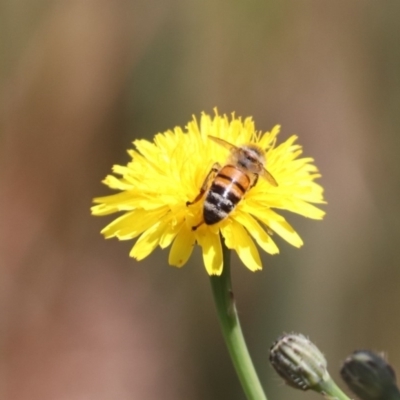 Apis mellifera (European honey bee) at Budjan Galindji (Franklin Grassland) Reserve - 1 Nov 2023 by HappyWanderer