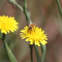 Apis mellifera at Franklin, ACT - 1 Nov 2023 10:47 AM