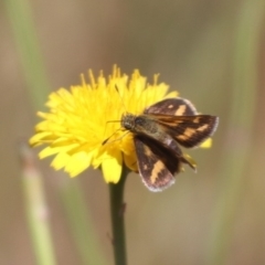 Taractrocera papyria (White-banded Grass-dart) at Franklin, ACT - 1 Nov 2023 by HappyWanderer