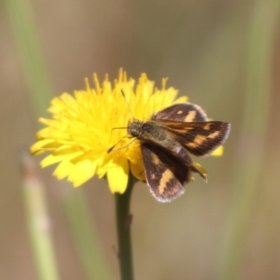 Taractrocera papyria (White-banded Grass-dart) at Franklin, ACT - 1 Nov 2023 by HappyWanderer