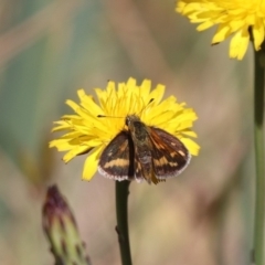 Taractrocera papyria at Franklin, ACT - 1 Nov 2023