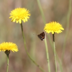 Taractrocera papyria at Franklin, ACT - 1 Nov 2023