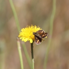 Taractrocera papyria at Franklin, ACT - 1 Nov 2023 10:45 AM