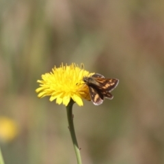 Taractrocera papyria at Franklin, ACT - 1 Nov 2023