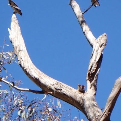 Pseudocheirus peregrinus (Common Ringtail Possum) at Belconnen, ACT - 31 Oct 2023 by CathB