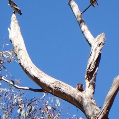 Pseudocheirus peregrinus (Common Ringtail Possum) at Aranda Bushland - 30 Oct 2023 by CathB