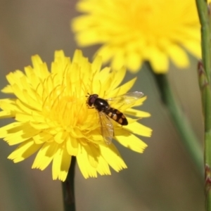 Melangyna sp. (genus) at Franklin, ACT - 1 Nov 2023 10:46 AM