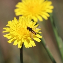 Melangyna sp. (genus) at Franklin, ACT - 1 Nov 2023 10:46 AM