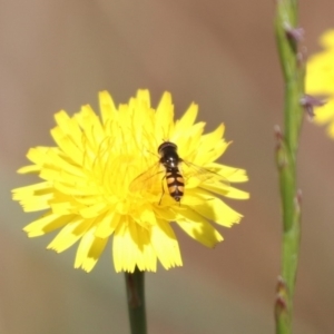 Melangyna sp. (genus) at Franklin, ACT - 1 Nov 2023 10:46 AM