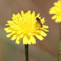 Melangyna sp. (genus) at Franklin, ACT - 1 Nov 2023