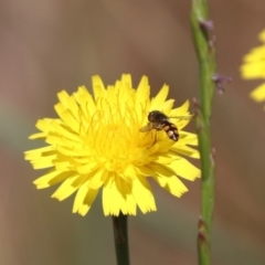 Melangyna sp. (genus) at Franklin, ACT - 1 Nov 2023