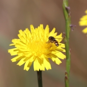 Melangyna sp. (genus) at Franklin, ACT - 1 Nov 2023 10:46 AM