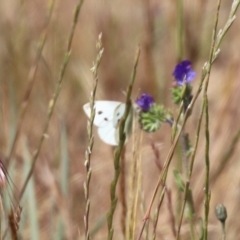 Pieris rapae (Cabbage White) at Budjan Galindji (Franklin Grassland) Reserve - 1 Nov 2023 by HappyWanderer
