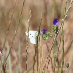 Pieris rapae (Cabbage White) at Franklin, ACT - 1 Nov 2023 by HappyWanderer