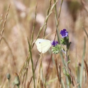 Pieris rapae at Franklin, ACT - 1 Nov 2023