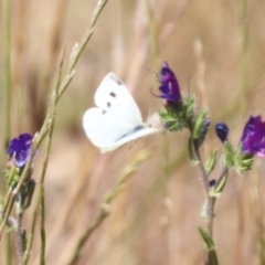 Pieris rapae at Franklin, ACT - 1 Nov 2023