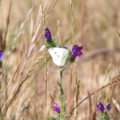 Pieris rapae at Franklin, ACT - 1 Nov 2023