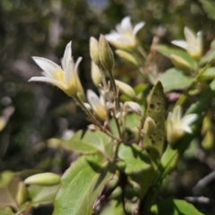 Clematis aristata (Mountain Clematis) at Harolds Cross, NSW - 1 Nov 2023 by Csteele4