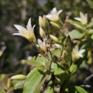 Clematis aristata at Harolds Cross, NSW - 1 Nov 2023