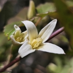 Clematis aristata at Harolds Cross, NSW - 1 Nov 2023