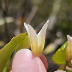 Clematis aristata at Harolds Cross, NSW - 1 Nov 2023