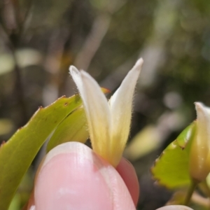 Clematis aristata at Harolds Cross, NSW - 1 Nov 2023