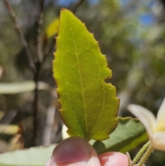 Clematis aristata at Harolds Cross, NSW - 1 Nov 2023