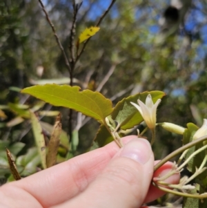 Clematis aristata at Harolds Cross, NSW - 1 Nov 2023