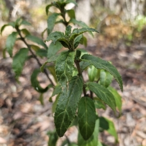 Prostanthera lasianthos at Harolds Cross, NSW - 1 Nov 2023