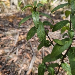 Prostanthera lasianthos at Harolds Cross, NSW - 1 Nov 2023