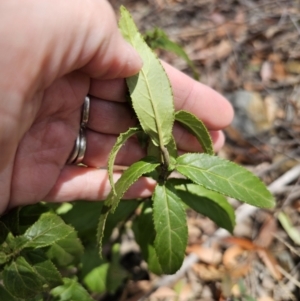 Prostanthera lasianthos at Harolds Cross, NSW - 1 Nov 2023