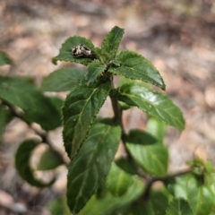 Prostanthera lasianthos at Harolds Cross, NSW - 1 Nov 2023