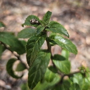 Prostanthera lasianthos at Harolds Cross, NSW - 1 Nov 2023