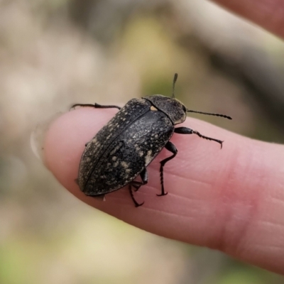 Lepispilus sp. (genus) (Yellow-spotted darkling beetle) at Harolds Cross, NSW - 1 Nov 2023 by Csteele4