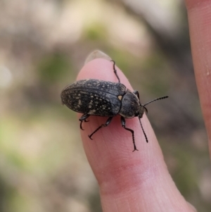 Lepispilus sp. (genus) at Harolds Cross, NSW - 1 Nov 2023