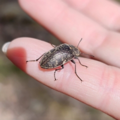 Lepispilus sp. (genus) at Harolds Cross, NSW - 1 Nov 2023