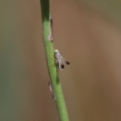 Trupanea (genus) (Fruit fly or seed fly) at Budjan Galindji (Franklin Grassland) Reserve - 31 Oct 2023 by HappyWanderer